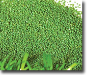 closeup image of infill for artificial turf that holds up the artificial grass and protects the backing