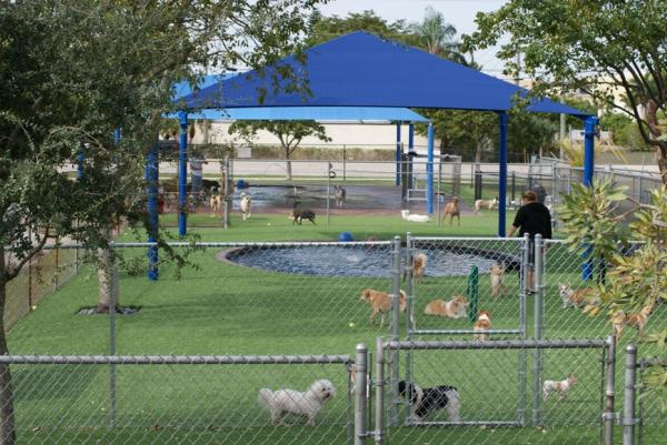 dogs playing outside in fenced area on artificial turf