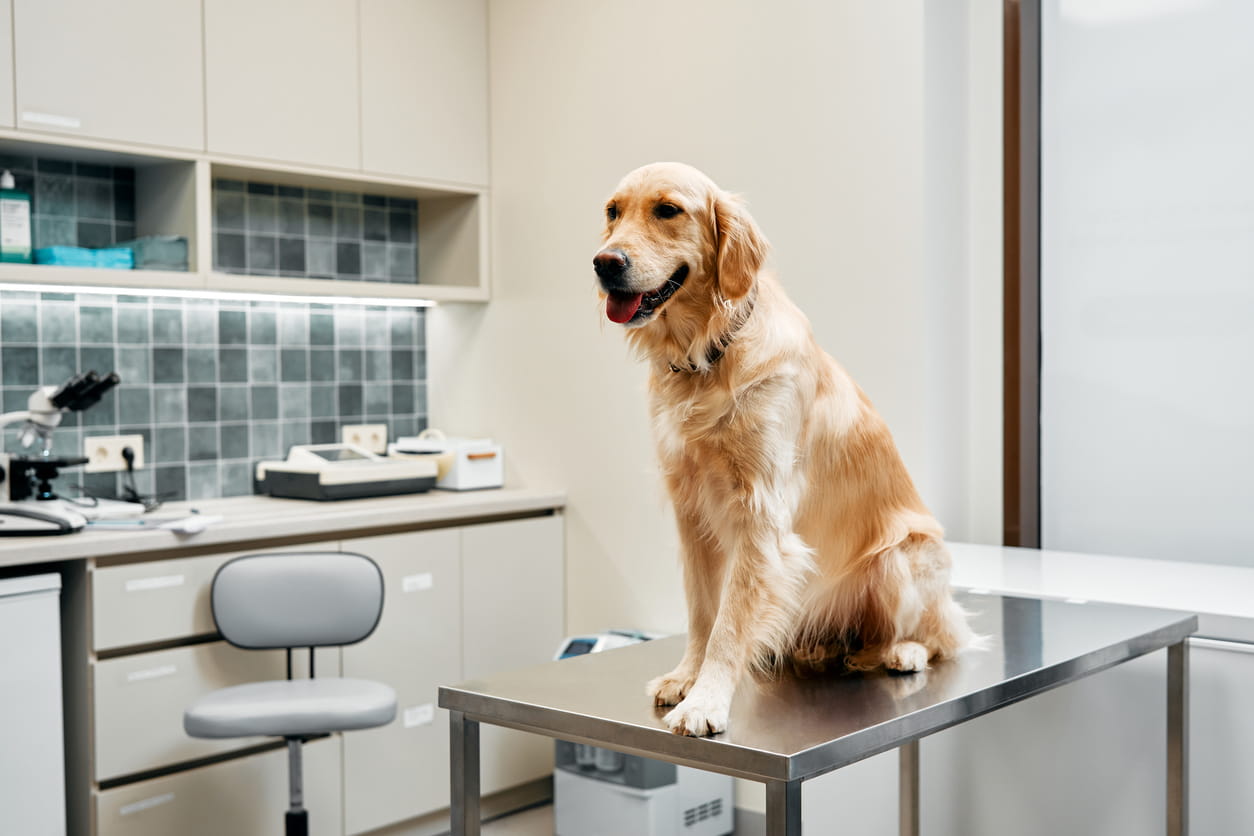 Read more about the article How to Design a Multi-Functional Veterinary Space That Supports Growth