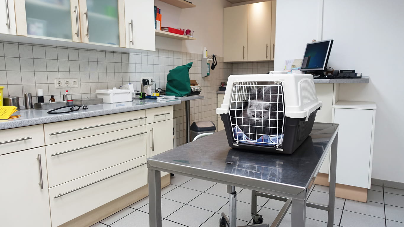 Read more about the article Mobile vs. Stationary Exam Tables: Choosing the Right Option for Your Practice