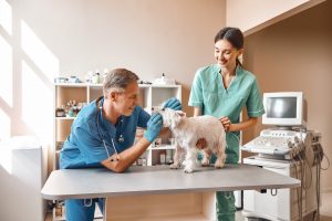 Read more about the article Blueprint the ideal layout for your veterinary equipment and supplies