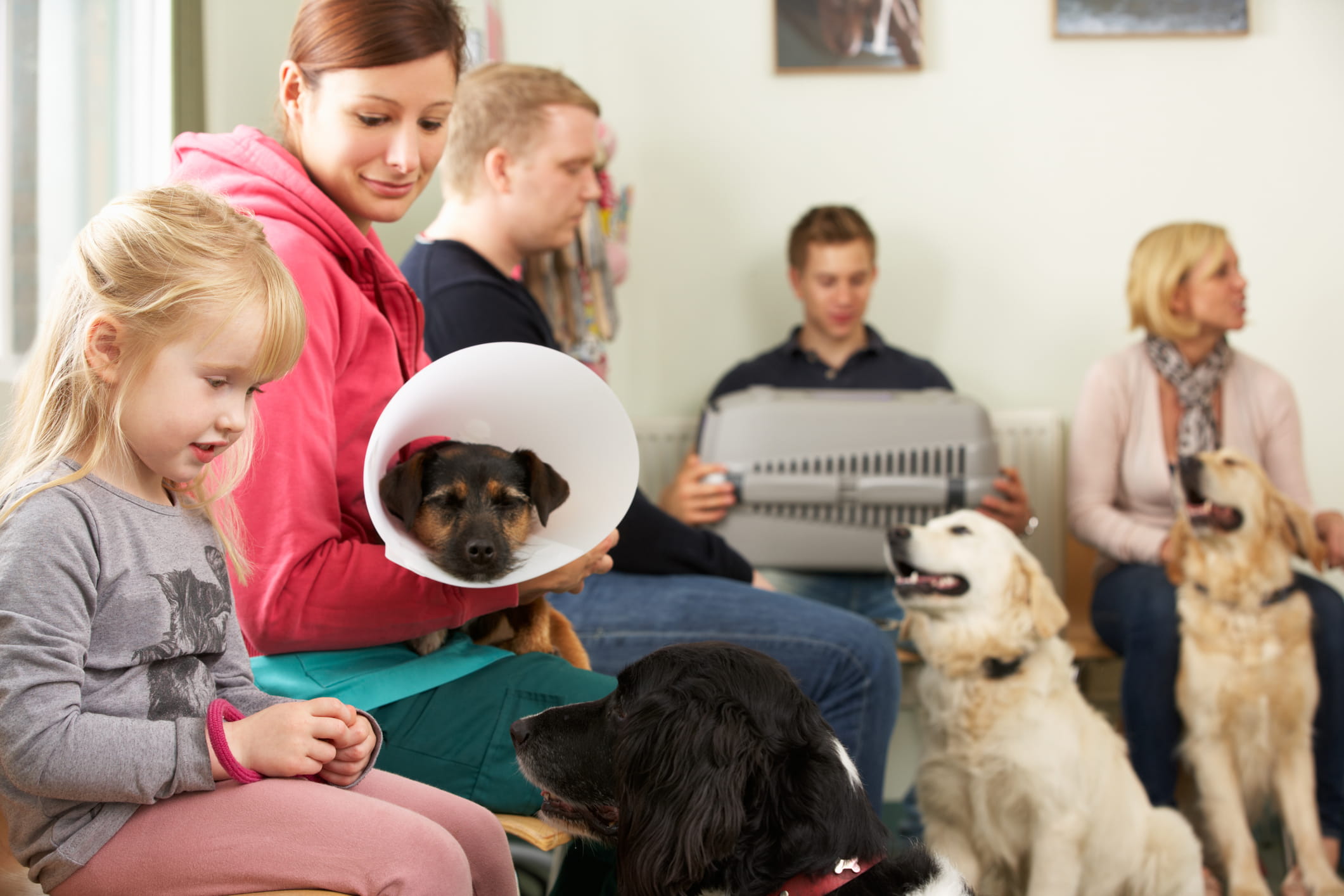 Read more about the article The Impact of Pet-Friendly Amenities on Veterinary Clinic Success 